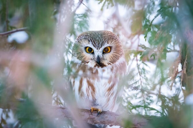 Private Guided Owl Prowl to Observe and Photograph Wild Owls - Expert Guiding and Photography Instruction