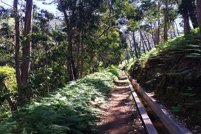 Private Guided Walk Levada Pedregal – Ponta Do Pargo - Tour Highlights