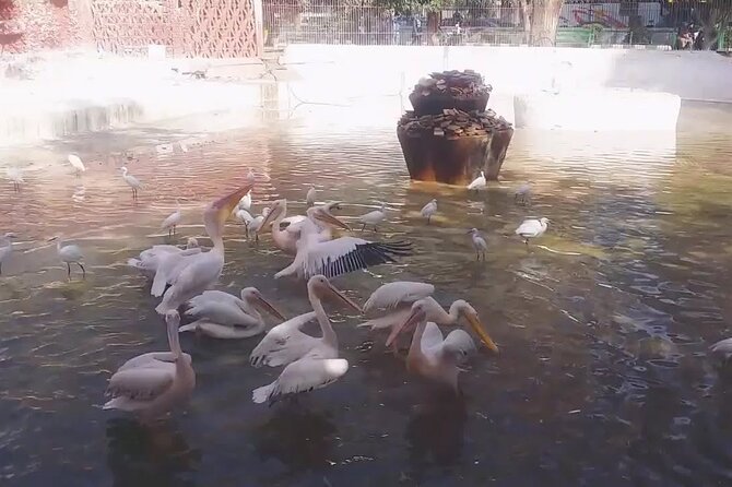 Private Half Day Tour To The Zoo In Giza - Pricing and Booking Options