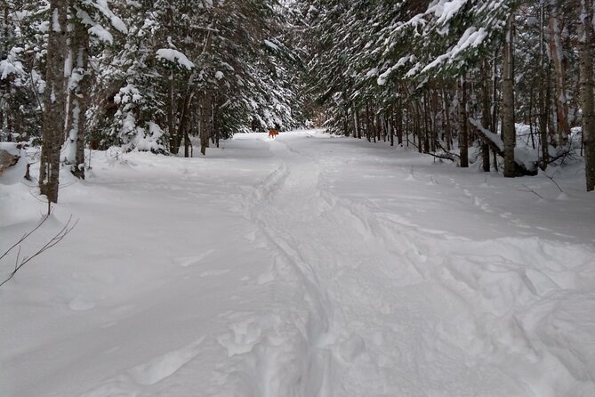 Private Horseshoe Valley Snowshoe/Crampons (Barrie/Moonstone) - Inclusions and Equipment Provided
