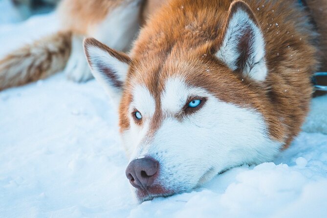 Private Husky Tour With Guide by VIP Car - Benefits of a Private Husky Tour