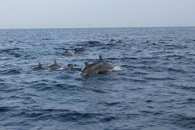 Private Pamilacan Island With Lunch From Tagbilaran City - Tour Highlights