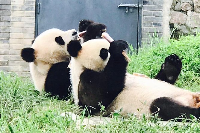 Private Panda Tour With Cooking Class One-Day Trip - Tour Highlights