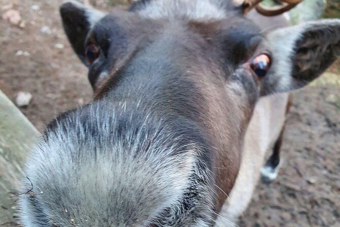 PRIVATE Reindeer Park Adventure by VIP Car - Tour Overview and Features