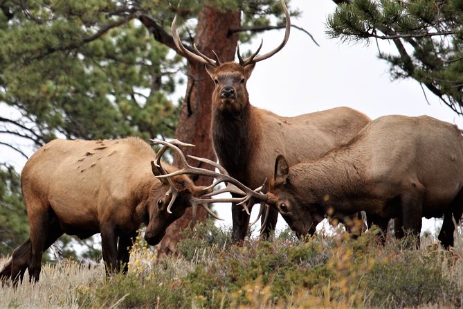 Private Rocky Mountain National Park Tour From Denver - Tour Duration and Pick-up