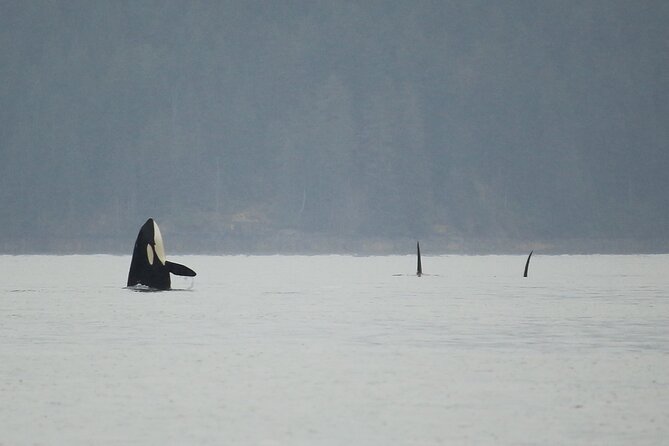 Private Sailing Tour Explore Beautiful British Columbia - Tour Overview