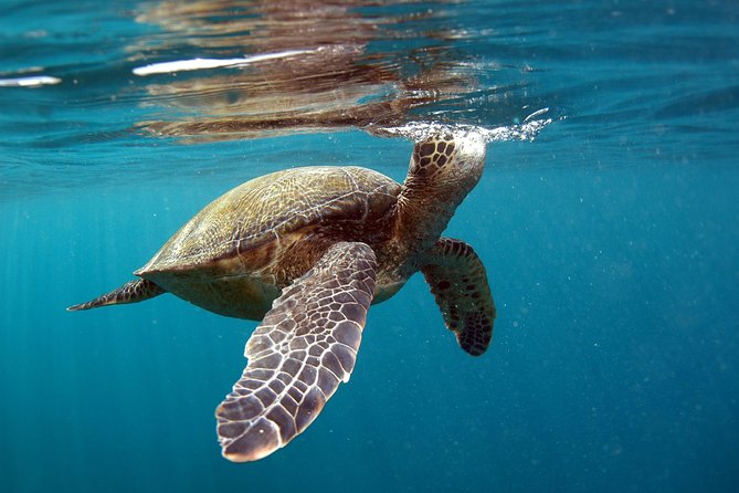 Private Stand Up Paddling Lesson in Makena - Overview and Experience