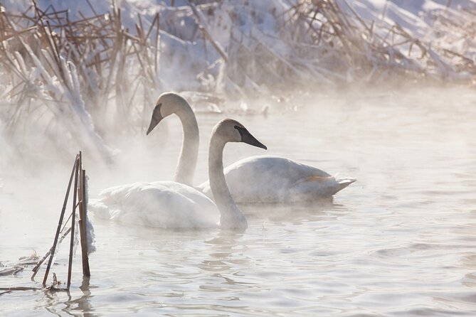Private Sunrise Winter Tour of Grand Teton National Park - Tour Overview