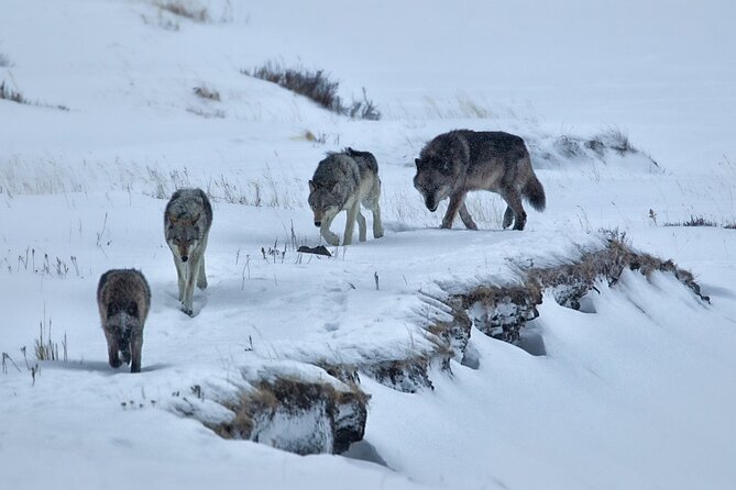 Private Sunset Winter Tour of Grand Teton National Park - Tour Highlights and Itinerary