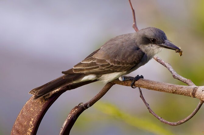 Private Tour Bird Watching in St Lucia - Tour Pricing and Duration