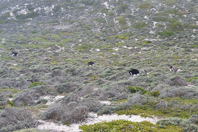 Private Tour Cape of Good Hope & Penguins Sightseeing Full Day - Cape of Good Hope