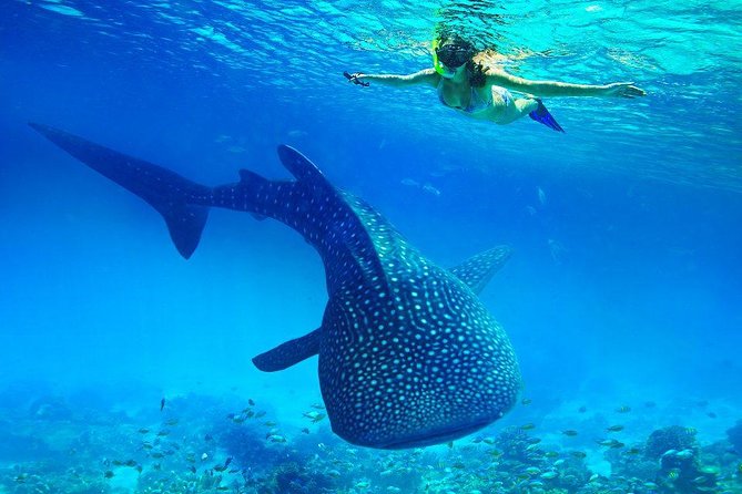 Private Tour: From Bohol to Oslob Cebu Whale Shark Experience - Inclusions and Exclusions