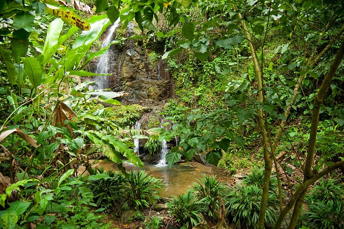 Private Tour in Aripo Waterfall Adventure From Port of Spain - Tour Itinerary