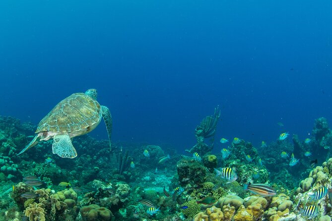 Private Tour Moalboal Island Hopping Pescador Island Sardines - Tour Inclusions
