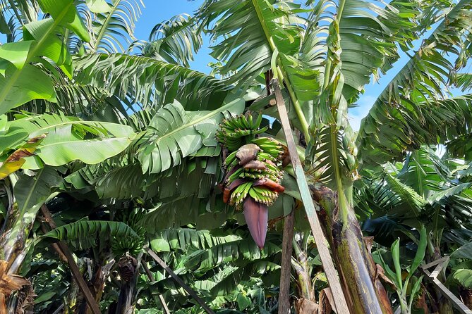 Private Tour of Banana Farm From Funchal - Pricing and Booking Details