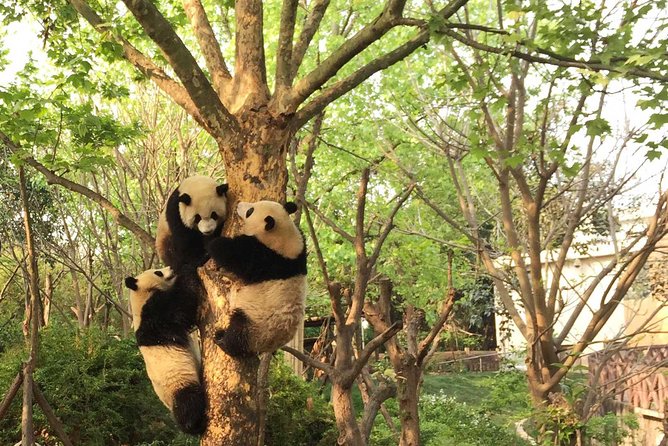 Private Tour of Chengdu Panda Center and Leshan Giant Buddha - Tour Overview and Details