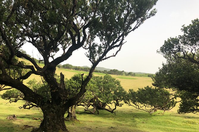Private Tour of Fanal Park Ancient Trees - Tour Details