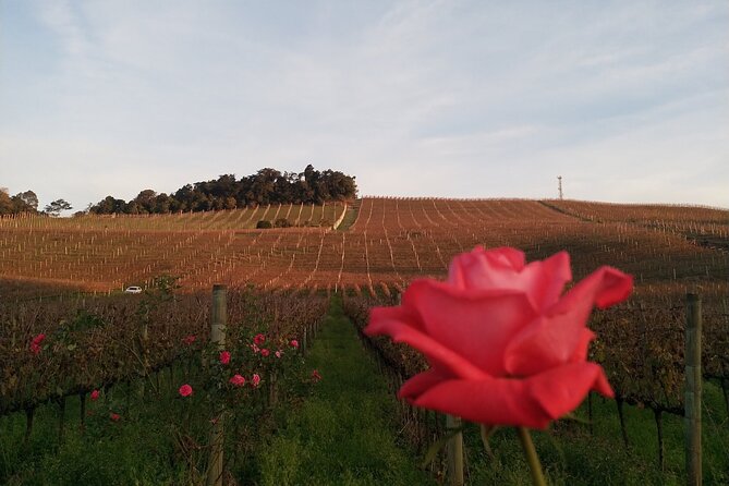 Private Tour to Serra Gaucha Wineries With Tasting - Tour Details