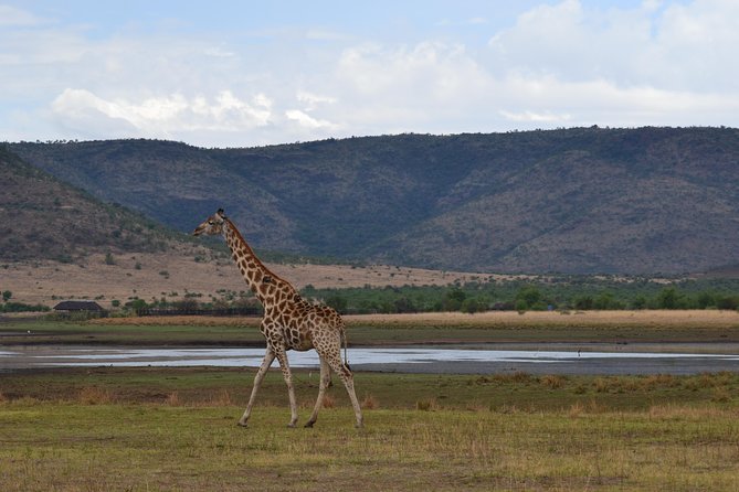 Private Tour to the Pilanesberg National Park From Johannesburg / Sandton - Tour Highlights