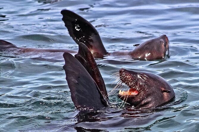 Private Tour: Whale Watching Shared Boat Trip From Cape Town - Cancellation Policy