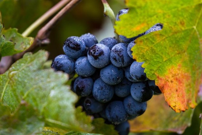 Private Transfer From SFO to Napa - Date and Travelers