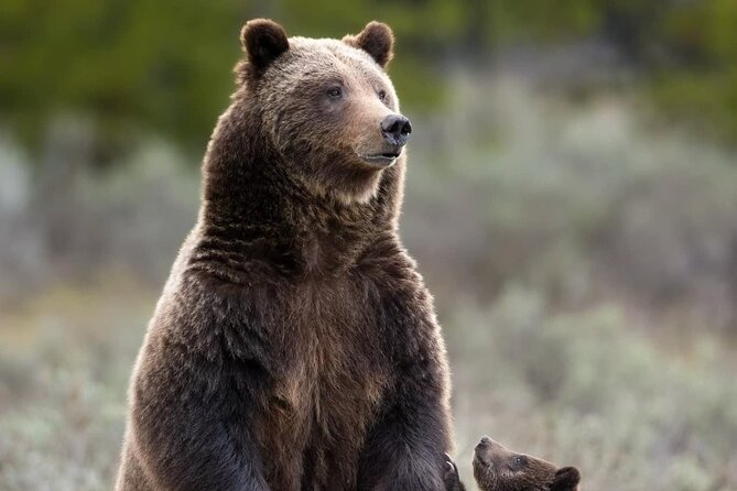 Private Two-Day Tour of Yellowstone National Park - Pricing and Booking Details