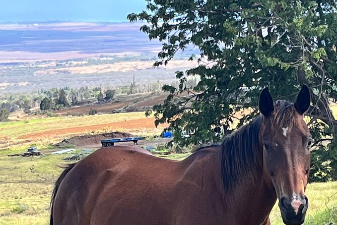 Private Upcountry Farm Tour on Maui - Tour Details