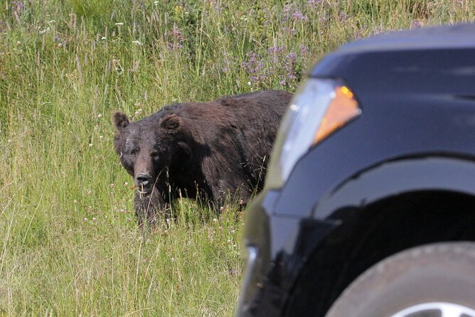 Private Upper Loop Grand Teton, Lower Loop Scenic & Wildlife 3 Day Tours - Tour Highlights