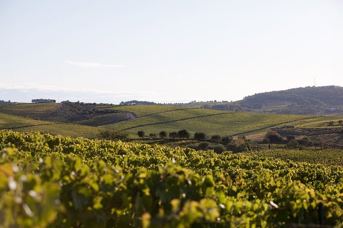 Private Visit With Wine Tasting in Alijó Douro - Pricing and Booking