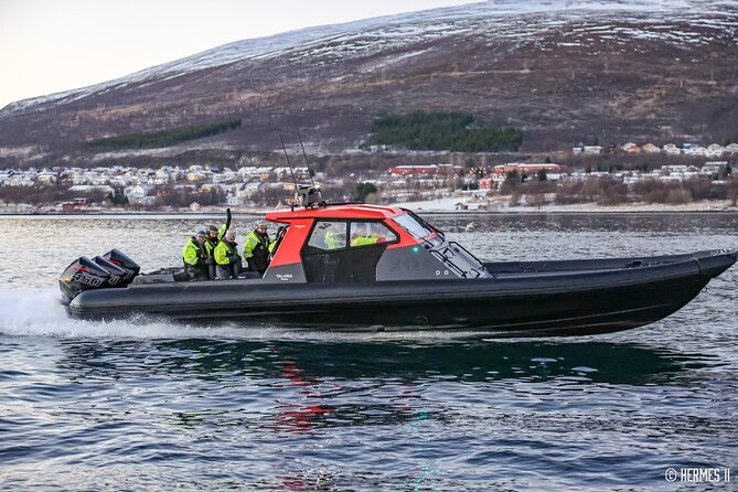 Private Whale Safari by RIB - Safari Highlights