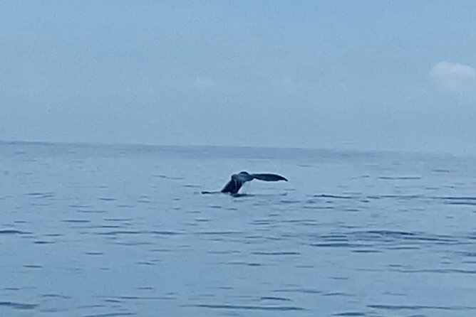 Private Whale Watching and Dolphin Excursion - Whats Included
