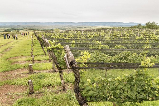 Private Wine Tour - Calamuchita - Tour Highlights