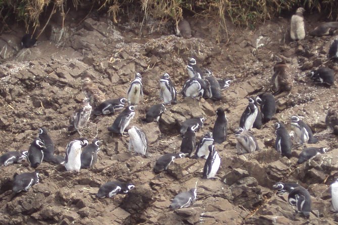 Puerto Montt: Full Day Chiloe Island Visiting Penguins in Puñihuil - Tour Highlights