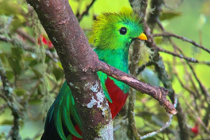 Quetzal Birdwatching Experience at San Gerardo De Dota Private Tour. - Tour Details