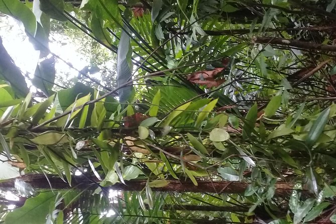Rain Forest and Bird Watching - Rainforest Exploration