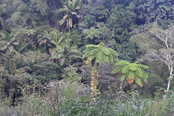 Rain Forest Jungle Tour - Cancellation Policy