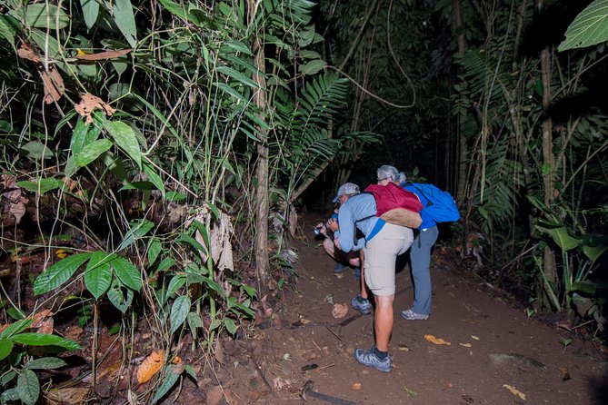 Rainforest Night Walking Tour (Private Property) - Tour Details