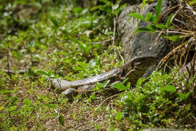 Rainforest Tour - Overview of Rainforest Tour