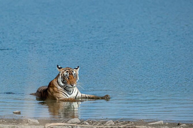 Ranthambore Day Trip From Jaipur With Jeep / Canter Safari - Overview of Ranthambore Day Trip