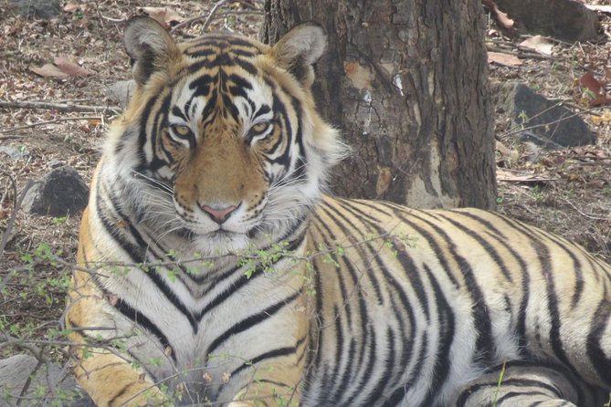 Ranthambore National Park: Private Safari Admission - Overview of Ranthambore National Park