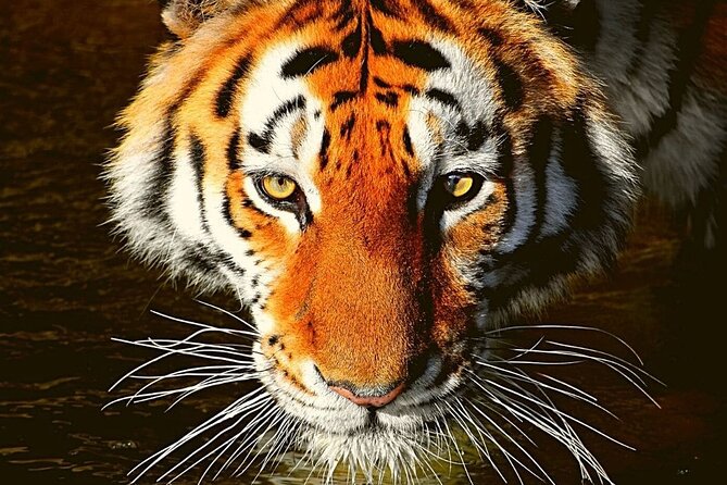 Ranthambore Wildlife Tiger Safari Tour From Delhi - Pricing and Booking Details