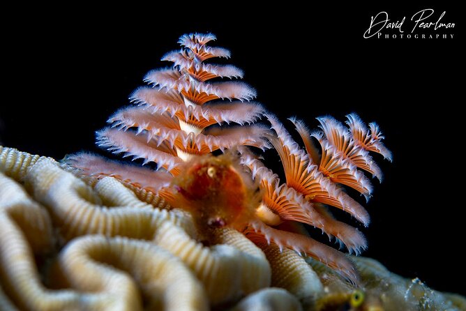 Red Sail Aruba Night Diving Aruba - Overview and Experience