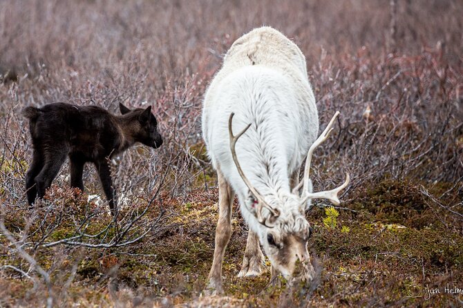 REINDEER CALVING EVENING TRIP - a Peaceful Walk to the CALVING Area - The Calving Area: A Tranquil Setting