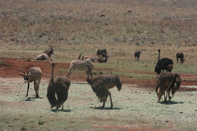 Rhino and Lion Park Guided Tour From Johannesburg - Diverse Wildlife and Conservation Efforts