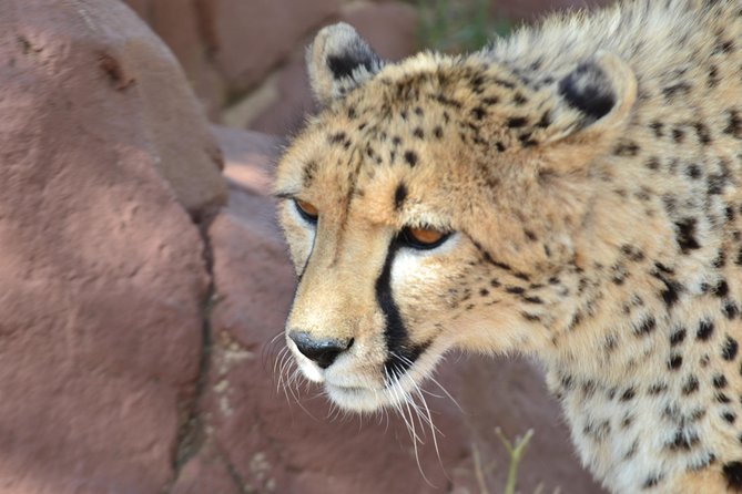 Rhino and Lion Park Guided Tour From Pretoria, THURSDAYS & SUNDAYS - Rhino and Lion Nature Reserve
