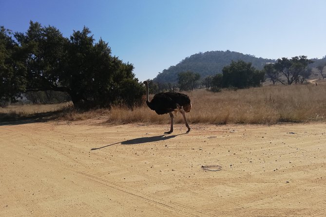 Rhino and Lion Park Half Day Safari From Johannesburg - Pricing and Booking
