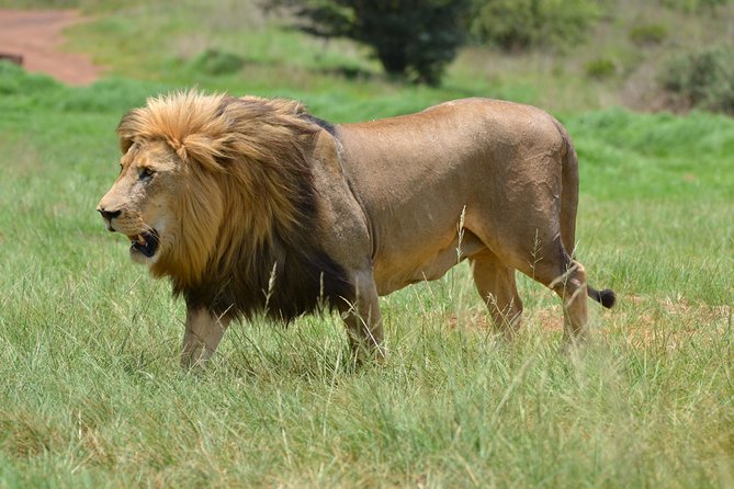 Rhino & Lion Park From Johannesburg - Overview and Highlights