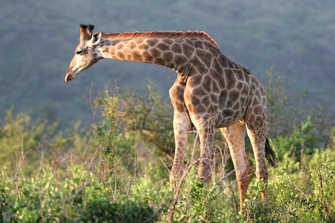 Richards Bay Shore Excursion: Private Small Group Hluhluwe Safari - Additional Information