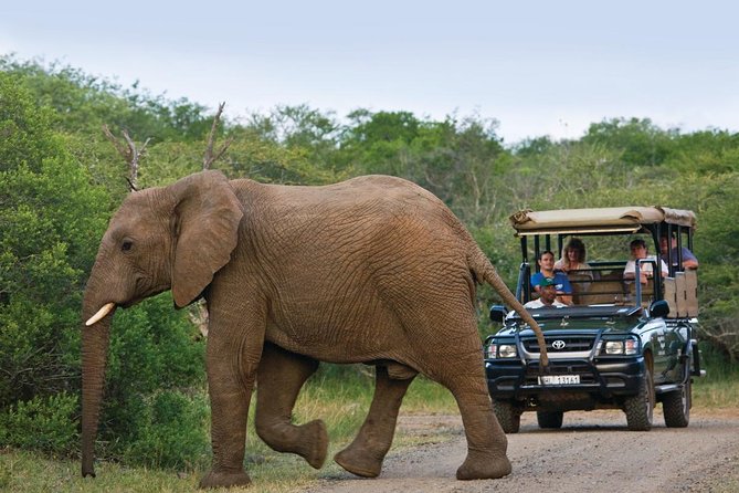 Richards Bay Shore Excursion: Pvt Small Group Hluhluwe & DumaZulu - Pricing and Booking Details