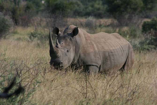 Rietvlei Nature Reserve Half-Day Tour From Johannesburg - Tour Overview
